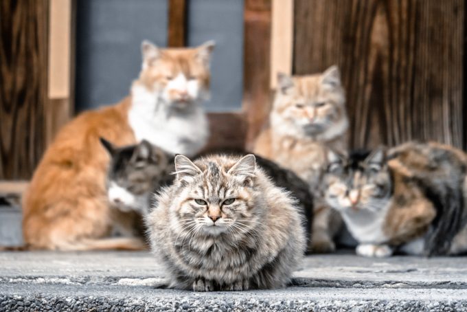 集まる5匹の猫