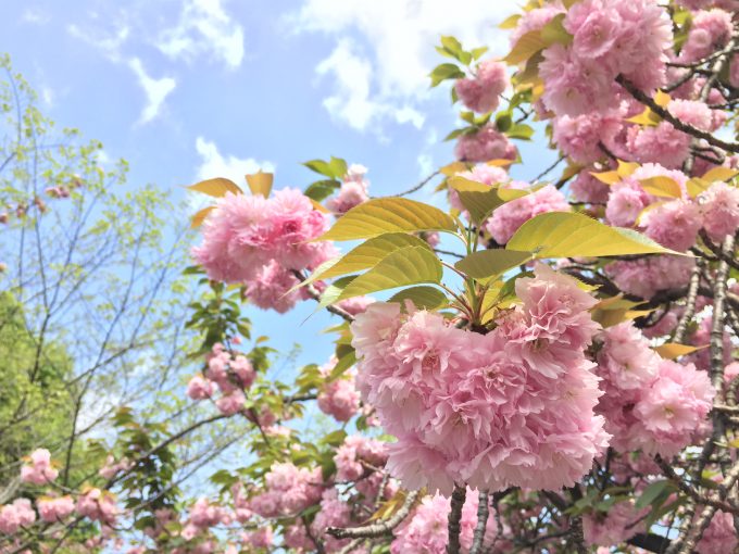 咲き誇る花
