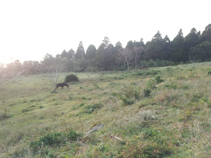 山の斜面にいる御崎馬