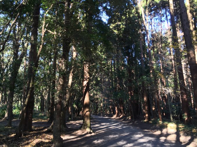 宮崎神宮へ続くうっそうと木が茂る横の参道