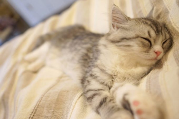布団の上で気持ちよく眠る猫