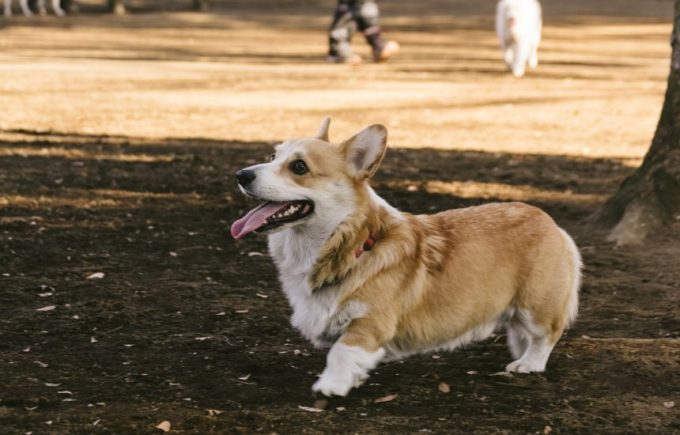 公園を走る、コーギー