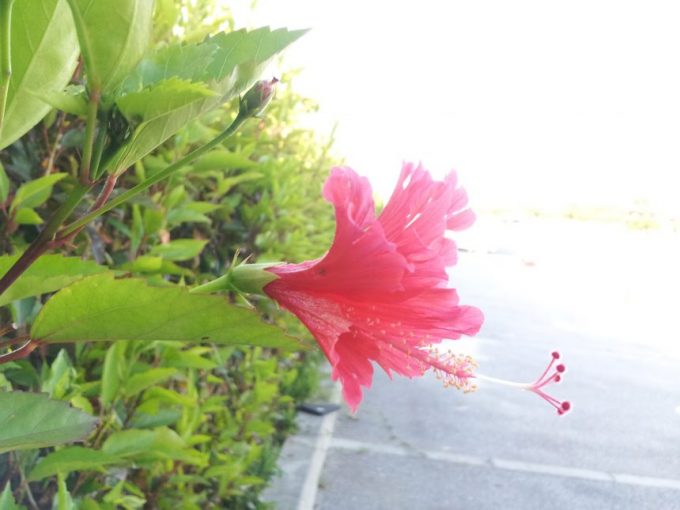 駐車場に咲いたハイビスカスの花