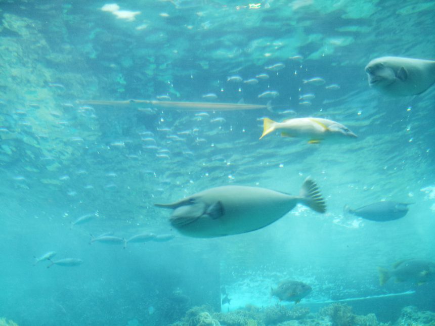 角のようなモノがはえた魚