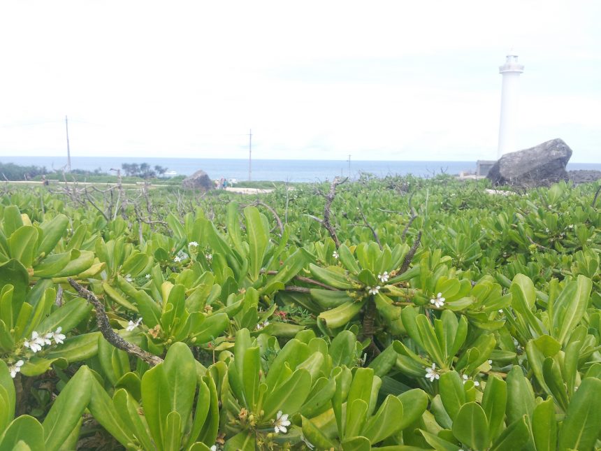 残波岬に生える、南国感満点の植物