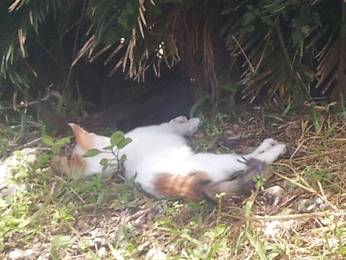 木の下で寝る猫の拡大写真