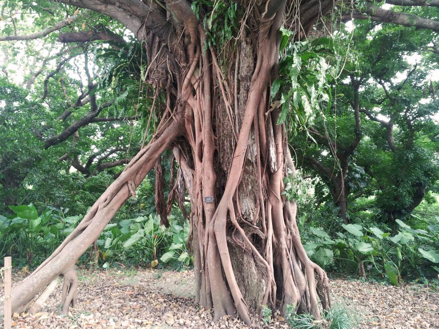 樹齢かなりの大木熱帯性植物アコウ。