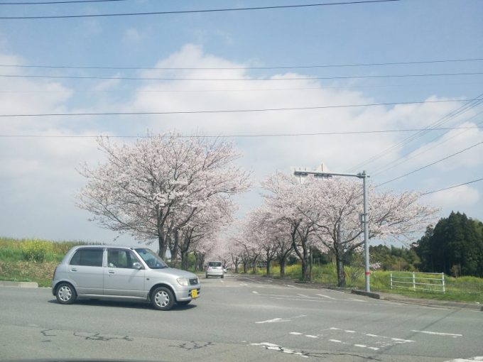 道路に咲く桜。桜並木。